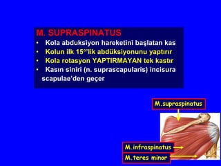 6
M. SUPRASPINATUS
• Kola abduksiyon hareketini başlatan kas
• Kolun ilk 15’lik abdüksiyonunu yaptırır
• Kola rotasyon YAPTIRMAYAN tek kastır
• Kasın siniri (n. suprascapularis) incisura
scapulae’den geçer
M.supraspinatus
M.infraspinatus
M.teres minor
 
