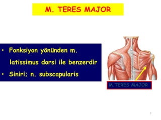 7
• Fonksiyon yönünden m.
latissimus dorsi ile benzerdir
• Siniri; n. subscapularis
M.TERES MAJOR
M. TERES MAJOR
 