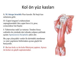Kol ön yüz kasları
1. M. biceps brachii: Pazı kasıdır. İki başlı kas
anlamına gelir.
O: Caput longum’u tuberculum
supraglenoidale’den caput breve’si, proc.
coracoideus’tan başlar.
I: Tuberositas radii’ye tutunur. Tendon fossa
cubitalis ön yüzünde deri altında yelpaze şeklinde
açılan Aponeurosis bicipitalis adını alır.
Bu yapı yüzeydeki venler ile derindeki atardamar
ve sinir yapılarını birbirinden ayıran güçlü bir
bariyerdir.
F: Bu kas kola ve ön kola fleksiyon yaptırır. Ayrıca
ön kolun en güçlü supinatorudur.
 