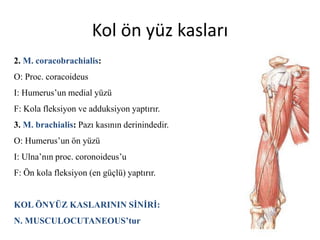 Kol ön yüz kasları
2. M. coracobrachialis:
O: Proc. coracoideus
I: Humerus’un medial yüzü
F: Kola fleksiyon ve adduksiyon yaptırır.
3. M. brachialis: Pazı kasının derinindedir.
O: Humerus’un ön yüzü
I: Ulna’nın proc. coronoideus’u
F: Ön kola fleksiyon (en güçlü) yaptırır.
KOL ÖNYÜZ KASLARININ SİNİRİ:
N. MUSCULOCUTANEOUS’tur
 
