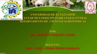 UNIVERSIDAD DE EL SALVADOR
FACULTAD MULTIDISCIPLINARIA PARACENTRAL
DEPARTAMENTO DE CIENCIAS AGRONÓMICAS

POR:
BR.: MOISÉS ENEDILSON ANGEL

DOCENTE:
DOC. Y MSC.: PEDRO PÉREZ BARRAZA.

 
