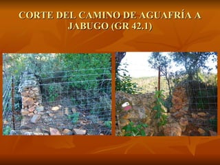 CORTE DEL CAMINO DE AGUAFRÍA A JABUGO (GR 42.1) 
