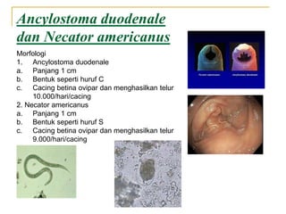 Ancylostoma duodenale
dan Necator americanus
Morfologi
1. Ancylostoma duodenale
a. Panjang 1 cm
b. Bentuk seperti huruf C
c. Cacing betina ovipar dan menghasilkan telur
10.000/hari/cacing
2. Necator americanus
a. Panjang 1 cm
b. Bentuk seperti huruf S
c. Cacing betina ovipar dan menghasilkan telur
9.000/hari/cacing
 