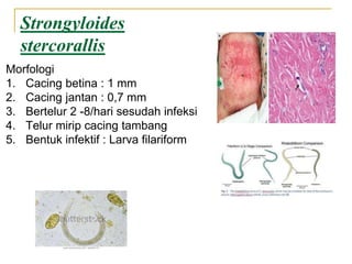 Strongyloides
stercorallis
Morfologi
1. Cacing betina : 1 mm
2. Cacing jantan : 0,7 mm
3. Bertelur 2 -8/hari sesudah infeksi
4. Telur mirip cacing tambang
5. Bentuk infektif : Larva filariform
 