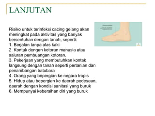 LANJUTAN
Risiko untuk terinfeksi cacing gelang akan
meningkat pada aktivitas yang banyak
bersentuhan dengan tanah, seperti:
1. Berjalan tanpa alas kaki
2. Kontak dengan kotoran manusia atau
saluran pembuangan kotoran.
3. Pekerjaan yang membutuhkan kontak
langsung dengan tanah seperti pertanian dan
penambangan batubara
4. Orang yang bepergian ke negara tropis
5. Hidup atau bepergian ke daerah pedesaan,
daerah dengan kondisi sanitasi yang buruk
6. Mempunyai kebersihan diri yang buruk
 