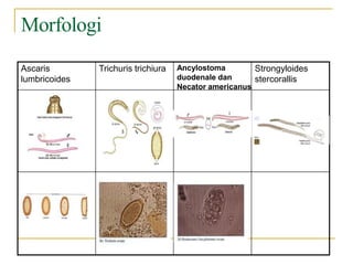Morfologi
Ascaris
lumbricoides
Trichuris trichiura Ancylostoma
duodenale dan
Necator americanus
Strongyloides
stercorallis
 