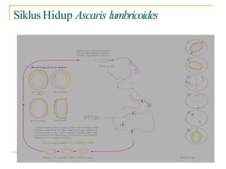 Siklus Hidup Ascaris lumbricoides
 