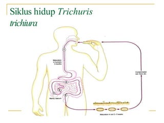 Siklus hidup Trichuris
trichiura
 
