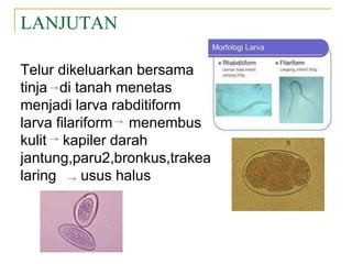 LANJUTAN
Telur dikeluarkan bersama
tinja di tanah menetas
menjadi larva rabditiform
larva filariform menembus
kulit kapiler darah
jantung,paru2,bronkus,trakea
laring usus halus
 
