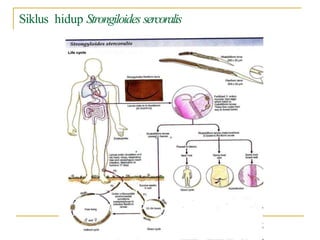 Siklus hidup Strongiloides sercoralis
 