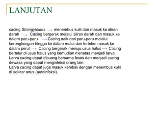 LANJUTAN
cacing Strongyloides menembus kulit dan masuk ke aliran
darah Cacing bergerak melalui aliran darah dan masuk ke
dalam paru-paru Cacing naik dari paru-paru melalui
kerongkongan hingga ke dalam mulut dan tertelan masuk ke
dalam perut Cacing bergerak menuju usus halus Cacing
bertelur di usus halus yang kemudian menetas menjadi larva
Larva cacing dapat dibuang bersama feses dan menjadi cacing
dewasa yang dapat menginfeksi orang lain
Larva cacing dapat juga masuk kembali dengan menembus kulit
di sekitar anus (autoinfeksi).
 