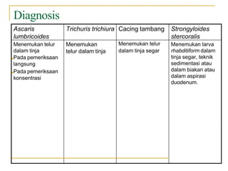 Ascaris
lumbricoides
Trichuris trichiura Cacing tambang Strongyloides
stercoralis
Menemukan telur
dalam tinja
■Pada pemeriksaan
langsung
■Pada pemeriksaan
konsentrasi
Menemukan
telur dalam tinja
Menemukan telur
dalam tinja segar
Menemukan larva
rhabditiform dalam
tinja segar, teknik
sedimentasi atau
dalam biakan atau
dalam aspirasi
duodenum.
Diagnosis
 