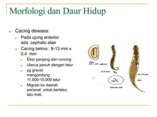 Morfologi dan Daur Hidup
■ Cacing dewasa:
❑ Pada ujung anterior
ada cephalic alae
❑ Cacing betina : 8-13 mm x
0,4 mm
■ Ekor panjang dan runcing
■ Uterus penuh dengan telur
■ yg gravid
mengandung
11.000-15.000 telur
■ Migrasi ke daerah
perianal untuk bertelur,
lalu mati.
 