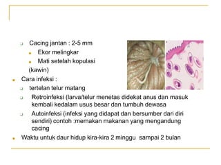 ❑ Cacing jantan : 2-5 mm
■ Ekor melingkar
■ Mati setelah kopulasi
(kawin)
■ Cara infeksi :
❑ tertelan telur matang
❑ Retroinfeksi (larva/telur menetas didekat anus dan masuk
kembali kedalam usus besar dan tumbuh dewasa
❑ Autoinfeksi (infeksi yang didapat dan bersumber dari diri
sendiri) contoh :memakan makanan yang mengandung
cacing
■ Waktu untuk daur hidup kira-kira 2 minggu sampai 2 bulan
 