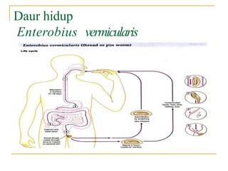 Daur hidup
Enterobius vermicularis
 