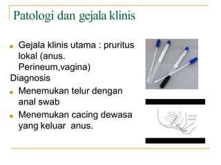 Patologi dan gejala klinis
■ Gejala klinis utama : pruritus
lokal (anus.
Perineum,vagina)
Diagnosis
■ Menemukan telur dengan
anal swab
■ Menemukan cacing dewasa
yang keluar anus.
 