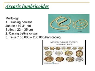 Ascaris lumbricoides
Morfologi
1. Cacing dewasa
Jantan : 10-31 cm
Betina : 22 – 35 cm
2. Cacing betina ovipar
3. Telur :100.000 – 200.000/hari/cacing
 