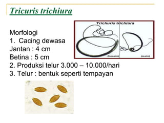 Tricuris trichiura
Morfologi
1. Cacing dewasa
Jantan : 4 cm
Betina : 5 cm
2. Produksi telur 3.000 – 10.000/hari
3. Telur : bentuk seperti tempayan
 