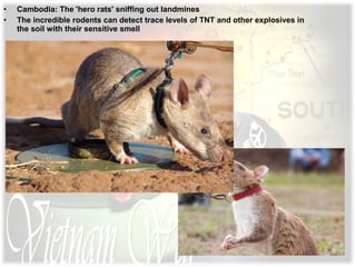 • Cambodia: The 'hero rats' sniffing out landmines
• The incredible rodents can detect trace levels of TNT and other explosives in
the soil with their sensitive smell
 