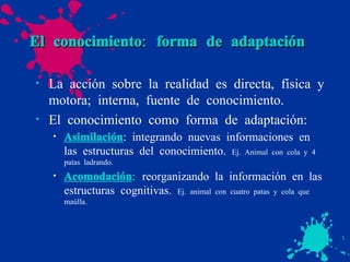 El conocimiento: forma de adaptación La acción sobre la realidad es directa, física y motora; interna, fuente de conocimiento. El conocimiento como forma de adaptación: Asimilación : integrando nuevas informaciones en las estructuras del conocimiento.  Ej. Animal con cola y 4 patas ladrando. Acomodación :  reorganizando la información en las estructuras cognitivas.  Ej. animal con cuatro patas y cola que maúlla. 