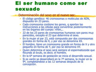 El ser humano como ser sexuado Determinación del sexo en el nuevo ser: El código genético: 46 cromosomas o moléculas de ADN, dispuesto en 23 pares. Cada cromosoma contiene los genes, q aportan las instrucciones a las células para convertirse posteriormente en los órganos del cuerpo: riñón,.. 22 de los 23 pares de cromosomas humanos son pares muy parecidos, excepto el 23 que determina el sexo. En la mujer el par 23, está compuesto por dos cromosomas grandes en forma de X, y por eso se denomina XX. El hombre, tiene un cromosoma grande en forma de X y otro pequeño en forma de Y, por eso se denomina XY. Quien determina el sexo será siempre el espermatozoide que fecunda al óvulo, es decir, el hombre. En la 6ª semana de gestación se inicia el desarrollo sexual. Si es varón se desarrollará en la 7ª semana, la mujer en la 9ª, completándose a las 12 semanas después de la concepción. 