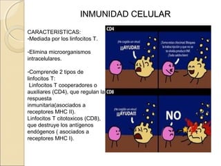 INMUNIDAD CELULARELULAR
CARACTERISTICAS:
-Mediada por los linfocitos T.
-Elimina microorganismos
intracelulares.
-Comprende 2 tipos de
linfocitos T:
Linfocitos T cooperadores o
auxiliares (CD4), que regulan la
respuesta
inmunitaria(asociados a
receptores MHC II).
Linfocitos T citotoxicos (CD8),
que destruye los antígenos
endógenos ( asociados a
receptores MHC I).
 