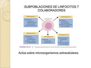 SUBPOBLACIONES DE LINFOCITOS T
COLABORADORES
Actúa sobre microorganismos extracelulares
 