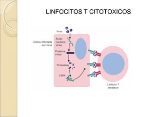 LINFOCITOS T CITOTOXICOS
 