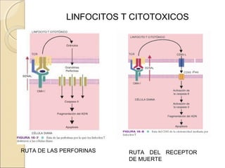 LINFOCITOS T CITOTOXICOS
RUTA DE LAS PERFORINAS RUTA DEL RECEPTOR
DE MUERTE
 