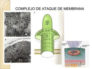 COMPLEJO DE ATAQUE DE MEMBRANA
 