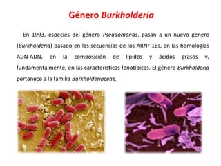 Género Burkholderia
En 1993, especies del género Pseudomonas, pasan a un nuevo genero
(Burkholderia) basado en las secuencias de los ARNr 16s, en las homologías
ADN-ADN, en la composición de lípidos y ácidos grasos y,
fundamentalmente, en las características fenotípicas. El género Burkholderia
pertenece a la familia Burkholderiaceae.
 