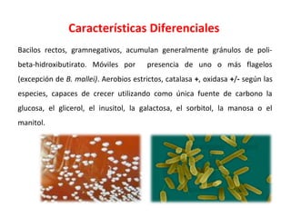 Características Diferenciales
Bacilos rectos, gramnegativos, acumulan generalmente gránulos de poli-
beta-hidroxibutirato. Móviles por presencia de uno o más flagelos
(excepción de B. mallei). Aerobios estrictos, catalasa +, oxidasa +/- según las
especies, capaces de crecer utilizando como única fuente de carbono la
glucosa, el glicerol, el inusitol, la galactosa, el sorbitol, la manosa o el
manitol.
 