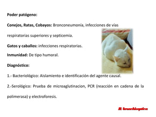 Poder patógeno:
Conejos, Ratas, Cobayos: Bronconeumonía, infecciones de vías
respiratorias superiores y septicemia.
Gatos y caballos: infecciones respiratorias.
Inmunidad: De tipo humoral.
Diagnóstico:
1.- Bacteriológico: Aislamiento e identificación del agente causal.
2.-Serológico: Prueba de microaglutinacion, PCR (reacción en cadena de la
polimerasa) y electroforesis.
B. bronchisepticaB. bronchiseptica
 