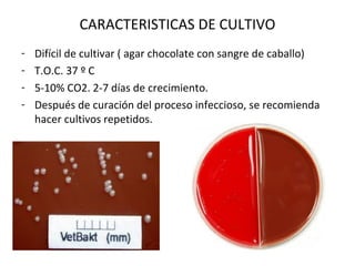 CARACTERISTICAS DE CULTIVO
- Difícil de cultivar ( agar chocolate con sangre de caballo)
- T.O.C. 37 º C
- 5-10% CO2. 2-7 días de crecimiento.
- Después de curación del proceso infeccioso, se recomienda
hacer cultivos repetidos.
 
