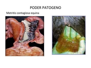 PODER PATOGENO
Metritis contagiosa equina
 