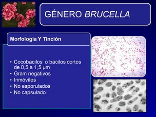 GÉNERO BRUCELLA
 