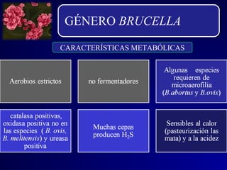 GÉNERO BRUCELLA
CARACTERÍSTICAS METABÓLICAS
 