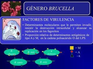 GÉNERO BRUCELLA
B. suis
B. canis
B.
abortus
B.
melitensis
B. ovis
= A
= R
= M
 