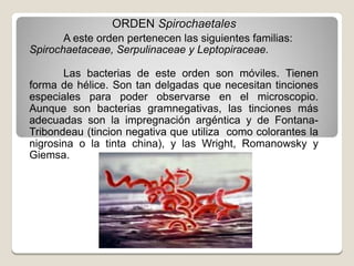 ORDEN Spirochaetales
A este orden pertenecen las siguientes familias:
Spirochaetaceae, Serpulinaceae y Leptopiraceae.
Las bacterias de este orden son móviles. Tienen
forma de hélice. Son tan delgadas que necesitan tinciones
especiales para poder observarse en el microscopio.
Aunque son bacterias gramnegativas, las tinciones más
adecuadas son la impregnación argéntica y de Fontana-
Tribondeau (tincion negativa que utiliza como colorantes la
nigrosina o la tinta china), y las Wright, Romanowsky y
Giemsa.
 