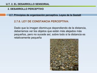 U.T. 2. EL DESARROLLO SENSORIAL 2. DESARROLLO PERCEPTIVO 2.7. Principios de organización perceptiva. Leyes de la Gestalt 2.7.6. LEY DE CONSTANCIA PERCEPTIVA:  Dado que la imagen disminuye dependiendo de la distancia, deberíamos ver los objetos que están más alejados más pequeños, pero no sucede así, sobre todo si la distancia es relativamente pequeña   