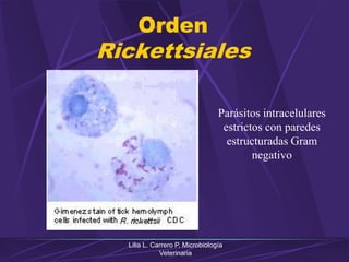 Lilia L. Carrero P. Microbiología
Veterinaria
Orden
Rickettsiales
Parásitos intracelulares
estrictos con paredes
estructuradas Gram
negativo
 