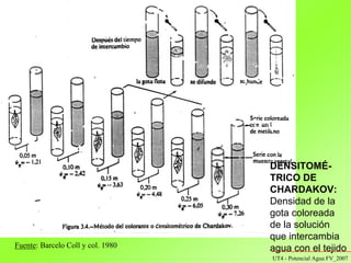 potencial quimico y potencial del agua a nivel celular | PDF