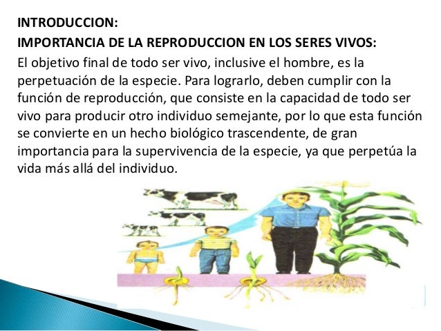 Por Qué Es Importante La Reproducción