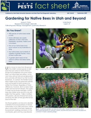 Published by Utah State University Extension and Utah Plant Pest Diagnostic Laboratory                  ENT-133-09        September 2009



Gardening for Native Bees in Utah and Beyond
                         James H. Cane                                                           Linda Kervin
                Research Entomologist, USDA ARS                                                   Logan, UT
Pollinating Insect-Biology, Management, Systematics Research


  Do You Know?
   • 900 species of native bees reside
     in Utah.
   • Some wild bees are superb
     pollinators of Utah’s tree fruits,
     raspberries, squashes, melons and
     cucumbers.
   • Few of our native bees have
     much venom or any inclination to
     sting.
   • Our native bees use hundreds of
     varieties of garden flowers, many
     of them water-wise.
   • A garden plant need not be
     native to attract and feed native
     bees.




U    tah is home to more than 20 percent
     of the 4,000+ named species of wild
bees that are native to North America.
                                                   Fig. 1. Carder bee (Anthidium) foraging at lavender (Lavendula: Lamiaceae).1

Except for bumblebees and some sweat
bees, our native bees are solitary, not so-
cial, many with just one annual generation
that coincides with bloom by their favorite
floral hosts. In contrast, the familiar honey-
bee is highly social, has perennial colonies,
and was brought to North America by
settlers from Europe. Regardless of these
differences, however, all of our bees need
pollen and nectar from flowers. The sugars
in sweet nectar power their flight; mother
bees also imbibe some nectar to mix with
pollen that they gather. Pollen is fortified
with proteins, oils and minerals that are es-
sential for the diets of their grub-like larvae
back at the nest.

Our flower gardens can become valuable
cafeterias for local populations of diverse
native bees. In our cities and towns, native
plant communities have been displaced              Fig. 2. A pollinator garden can also be water-wise. Purple Penstemon strictus, front,
by pavement, buildings and lawns. In the           firecracker penstemon (P. eatonii), center, and blue flax (Linum perenne), background,
countryside, grain and hay crops likewise          combine to make a pleasing design. 1
 