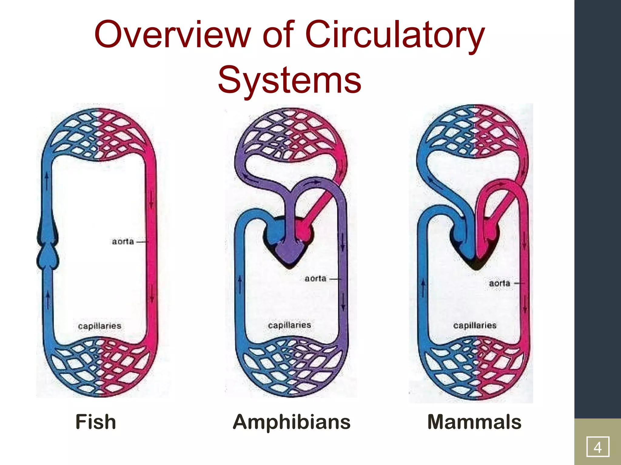 Overview of Circulatory
        Systems




                                4
Fish     Amphibians   Mammals
                                4
 