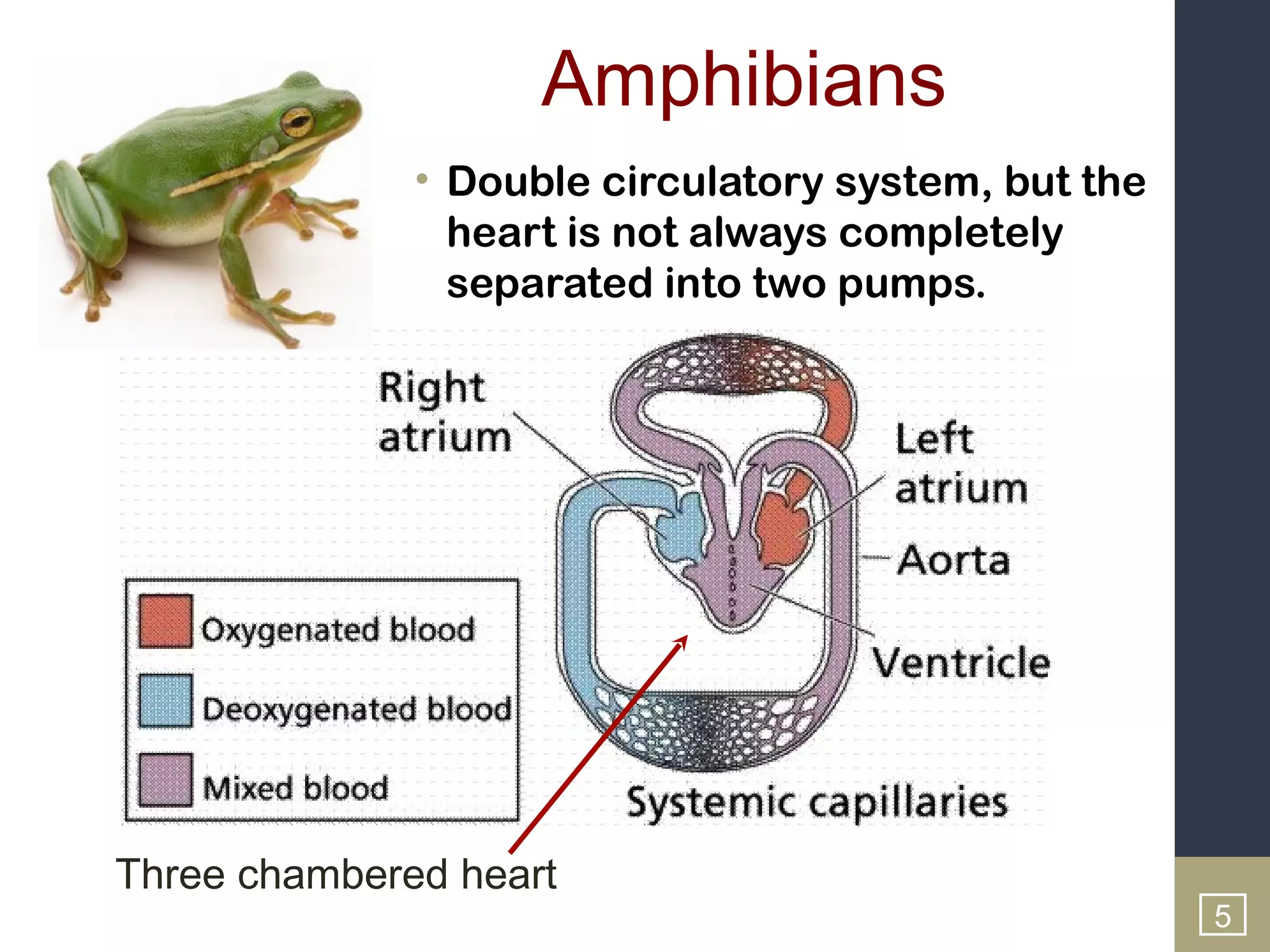 Amphibians
              • Double circulatory system, but the
                heart is not always completely
                separated into two pumps.




Three chambered heart
                                                     5
 