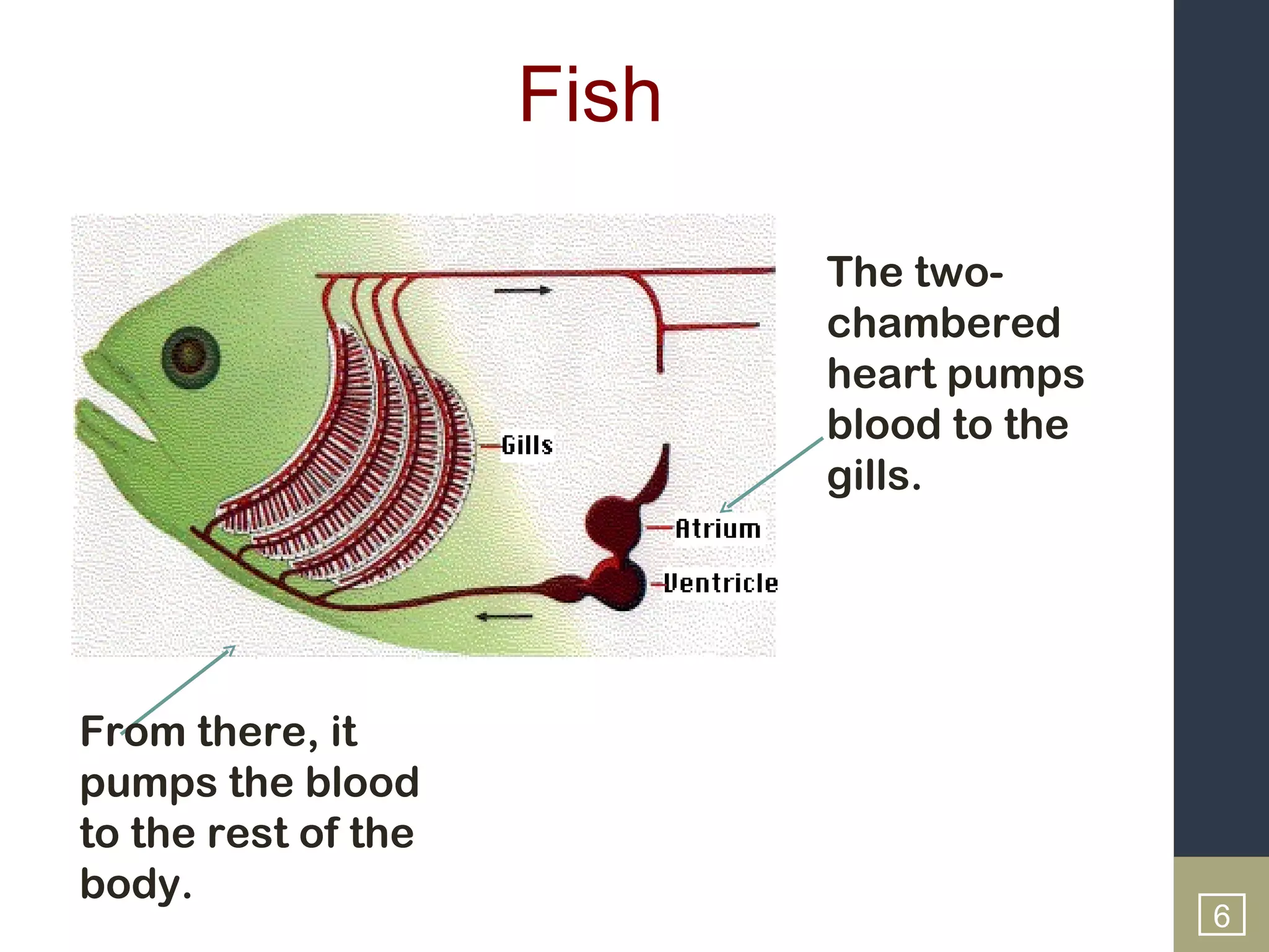 Fish

                            The two-
                            chambered
                            heart pumps
                            blood to the
                            gills.




From there, it
pumps the blood
to the rest of the
body.
                                           6
 