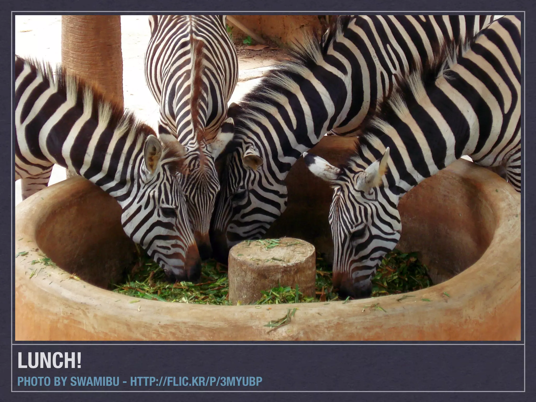 LUNCH!
PHOTO BY SWAMIBU - HTTP://FLIC.KR/P/3MYUBP
 