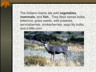 The Indians mainly ate wild  vegetables ,  mammals , and  fish .  They liked camas bulbs, bitterroot, grass seeds, wild potatoes, serviceberries, chokecherries, sego lily bulbs, and a little corn. 