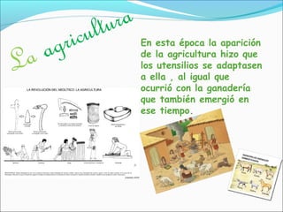 La agricultura
En esta época la aparición
de la agricultura hizo que
los utensilios se adaptasen
a ella , al igual que
ocurrió con la ganadería
que también emergió en
ese tiempo.
 